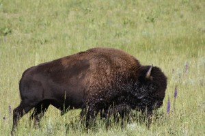 first bison sighting