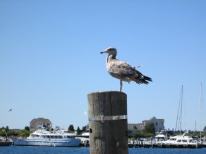 Huge seagull